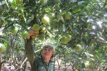 Tận mục những vườn cam lãi tiền tỷ của nông dân Việt 
