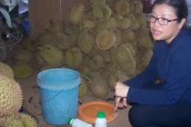 Kinh hãi cảnh dùng hóa chất 'tắm' cho hơn 2 tấn sầu riêng ở Kon Tum
