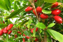 Trái cây thần kỳ đang gây sốt được thu hoạch thế nào?