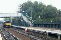 Cận cảnh bò làm tắc đường tàu 2 giờ đồng hồ