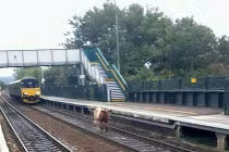 Cận cảnh bò làm tắc đường tàu 2 giờ đồng hồ