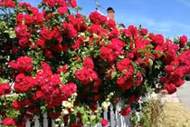 Ngắm những vườn hoa tuyệt đẹp nhà sao Việt ở nước ngoài