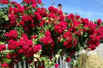 Ngắm những vườn hoa tuyệt đẹp nhà sao Việt ở nước ngoài