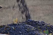 Xem hình ảnh thu hoạch nho bằng máy cực độc