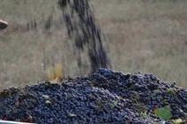 Xem hình ảnh thu hoạch nho bằng máy cực độc