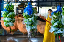 Tận mục quy trình thu hoạch chuối xuất khẩu ít biết