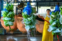 Tận mục quy trình thu hoạch chuối xuất khẩu ít biết
