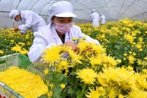 Xem dân Trung Quốc thu hoạch hoa cúc làm thảo dược
