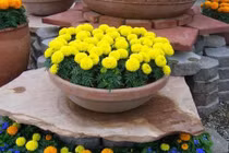 Chưng hoa gì vừa đẹp vừa tốt cho sức khỏe