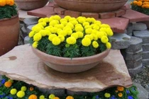 Chưng hoa gì vừa đẹp vừa tốt cho sức khỏe