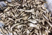 Đua nhau săn “đặc sản trời cho” mọc từ tổ mối giá gần 800.000/kg