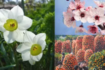 Những loại hoa quả Tết mang may mắn đến cả năm