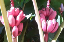 Bà nội trợ phát sốt với quả độc lạ nhất năm 2015