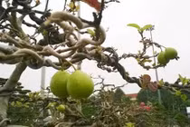 Những cây cảnh cổ thụ “giá trên trời” ở Việt Nam