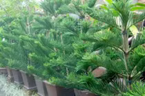 Loạt cây cực xui xẻo, hại sức khỏe không nên trồng trong nhà