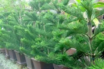 Loạt cây cực xui xẻo, hại sức khỏe không nên trồng trong nhà