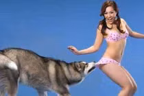 Những hành động khiến con người “đỏ mặt” của động vật