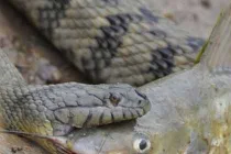 Kinh hoàng trăn “quái vật” nuốt chửng con mồi “khủng” (3)