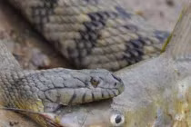 Kinh hoàng trăn “quái vật” nuốt chửng con mồi “khủng” (3)