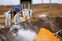 Cảnh tiêu hủy 20 tấn trái cây Tây Ban Nha "bẩn"