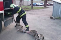 Cô gái gọi cứu hỏa đến dập tắt “tâm hồn nóng bỏng”