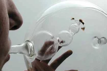 Huấn luyện ong mật phát hiện ung thư trong 10 phút