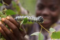 Kinh dị món sâu bướm Mopane, đặc sản được ưa chuộng ở Zimbabwe