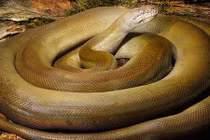 Choáng với 10 loài mãng xà khổng lồ nhất thế giới