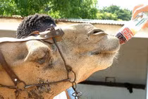 Những sự thật giật mình về ông lớn Coca Cola