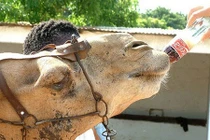 Những sự thật giật mình về ông lớn Coca Cola