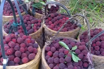 Tận mắt xuất xứ Trung Quốc của quả thanh mai