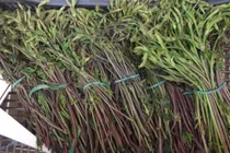 Những giống rau củ gia vị đắt đỏ hái ra tiền