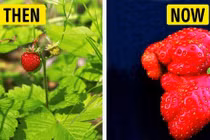 Sự khác biệt giữa hoa quả và rau củ xưa và nay