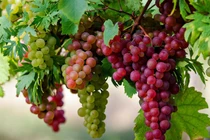 9 công dụng "vàng" của quả nho theo màu sắc