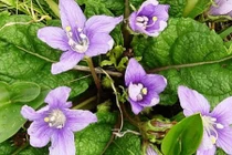 Những cây cỏ dùng làm thuốc giảm đau từ thời cổ đại