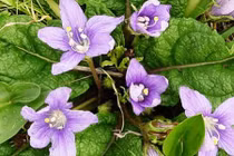 Những cây cỏ dùng làm thuốc giảm đau từ thời cổ đại