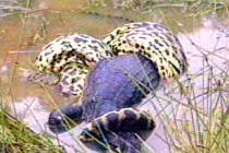 Kinh hoàng trăn “quái vật” nuốt chửng con mồi “khủng” (4)