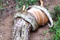 Kinh hoàng trăn “quái vật” nuốt chửng con mồi “khủng” (5)