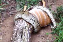 Kinh hoàng trăn “quái vật” nuốt chửng con mồi “khủng” (5)
