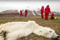 Cận cảnh gấu trăng Bắc Cực chết đói thảm thương