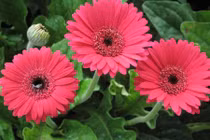 Tuyệt chiêu trồng hoa đồng tiền chuẩn bị lộc đón Tết