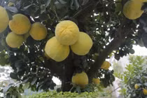 Cận cảnh cây bưởi đắt ngang ba cây vàng ở Hà Nội