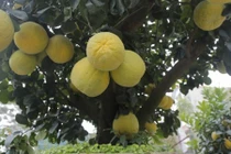 Cận cảnh cây bưởi đắt ngang ba cây vàng ở Hà Nội