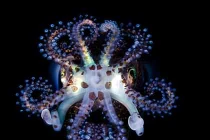 Cận cảnh quái vật lột xác trở thành... người đẹp