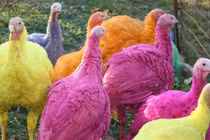 Trang trại gà tây 7 màu triệu đô phục vụ Giáng sinh