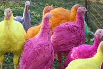 Trang trại gà tây 7 màu triệu đô phục vụ Giáng sinh