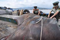 Những thủy quái “khủng” bị con người chinh phục (14)