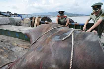 Những thủy quái “khủng” bị con người chinh phục (14)