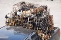 Hình ảnh hiếm về nạn buôn chó từ Thái sang Việt Nam