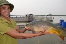 Dinh dưỡng cá chép "ma" đem lại có hơn loại thường?